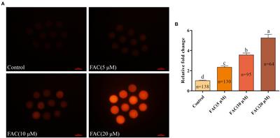 Iron Overload-Induced Ferroptosis Impairs Porcine Oocyte Maturation and Subsequent Embryonic Developmental Competence in vitro